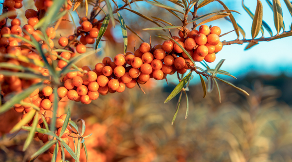 In Appreciation Of | Sea Buckthorn Fruit Oil