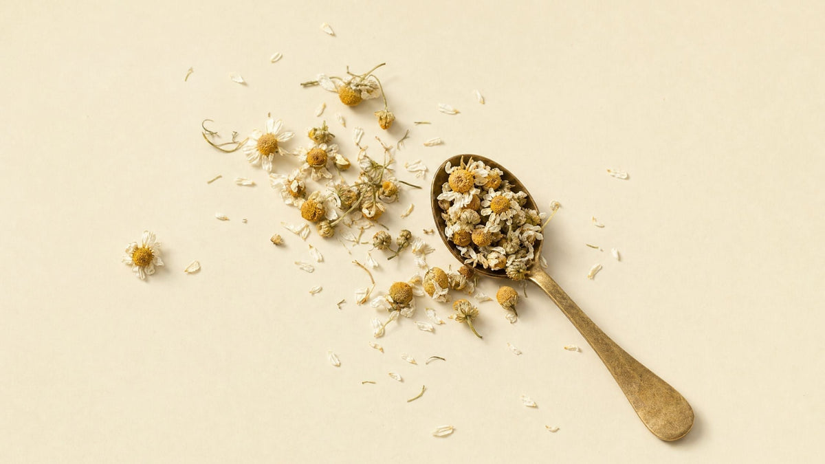 Dried Chamomile flowers scattered on a cream surface with a brass spoon holding Certified Organic Chamomile.